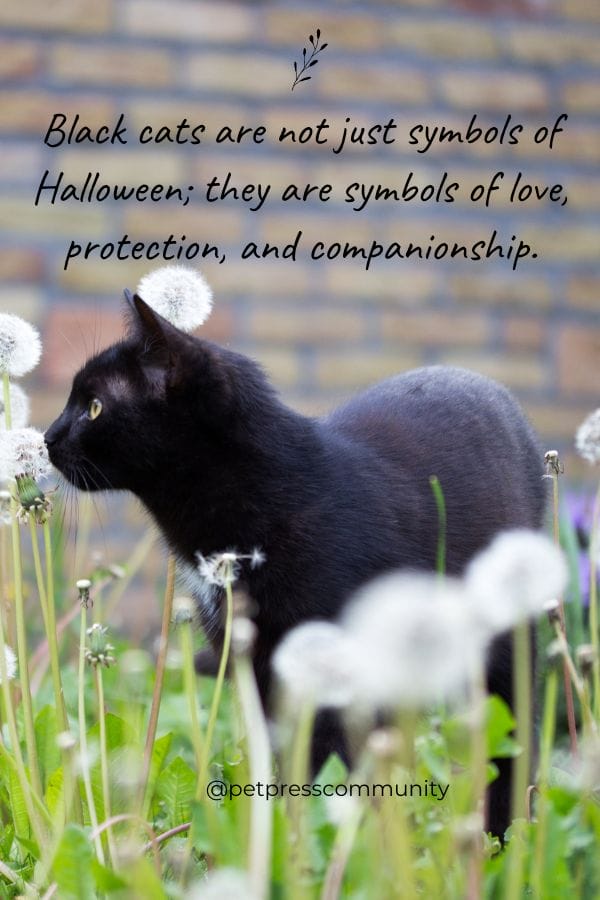 Black cats are not just symbols of Halloween; they are symbols of love, protection, and companionship