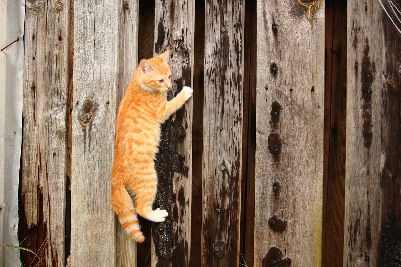 Can Cats Climb Straight Walls? An Investigation Into Feline Agility