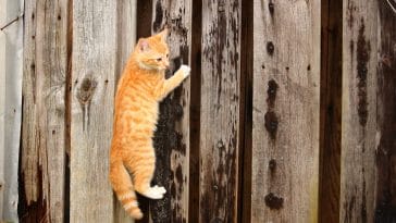 Can cats climb straight walls