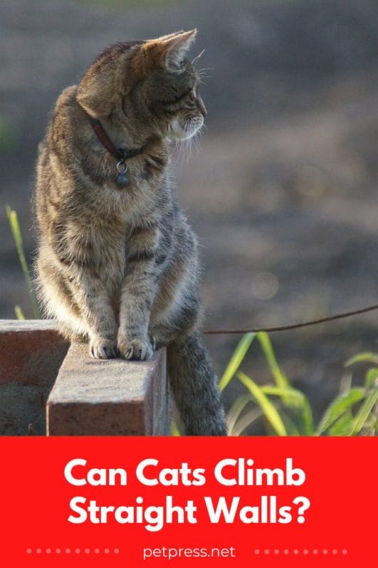 Can Cats Climb Straight Walls? An Investigation Into Feline Agility