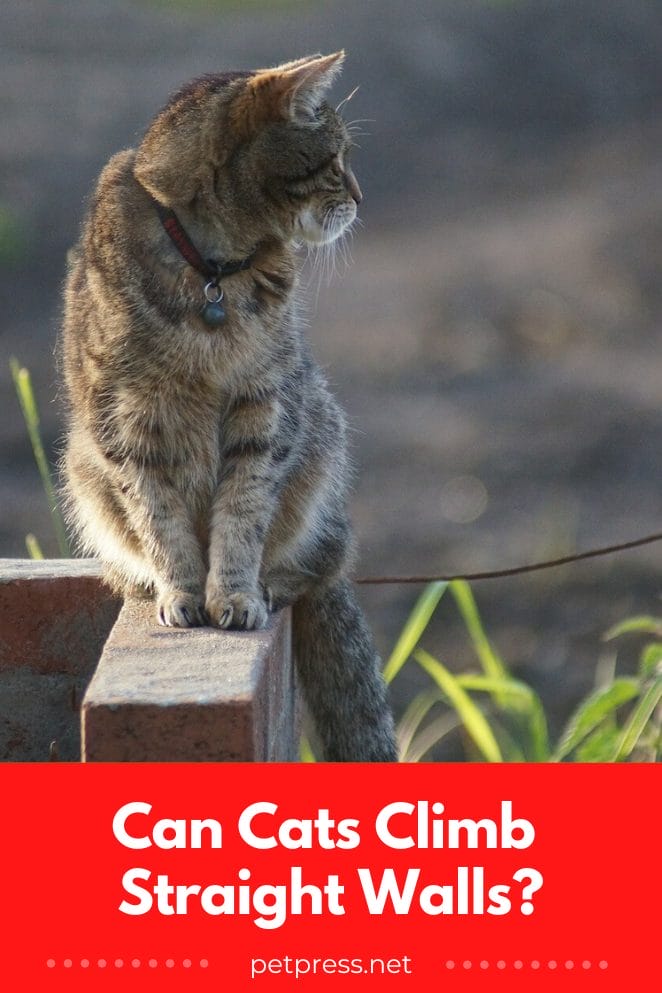 Can Cats Climb Straight Walls? An Investigation Into Feline Agility