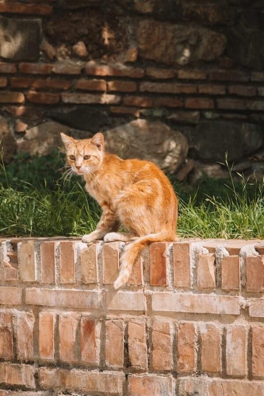 Can Cats Climb Straight Walls? An Investigation Into Feline Agility