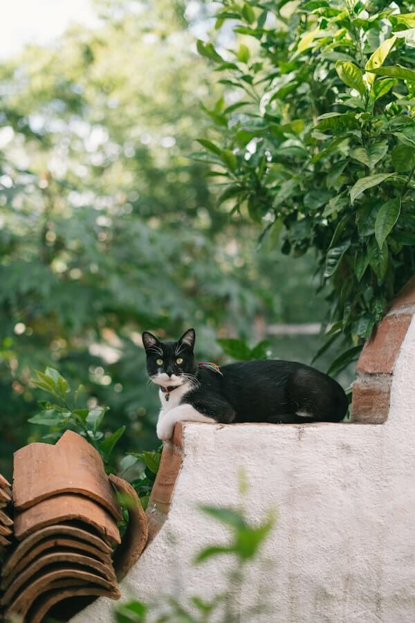 Can Cats Climb Straight Walls? An Investigation Into Feline Agility