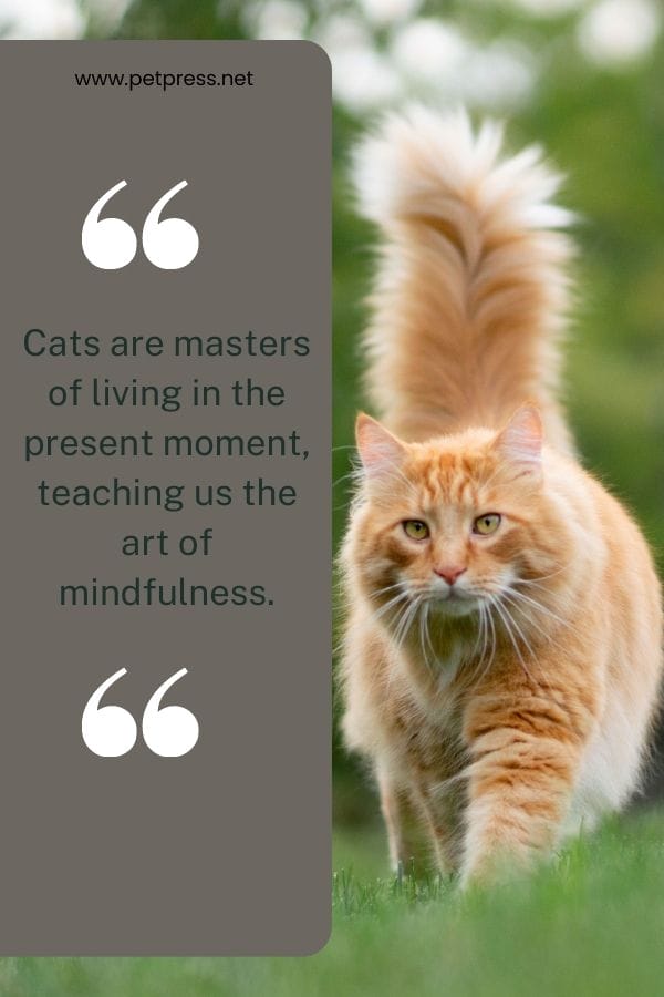 Cats are masters of living in the present moment, teaching us the art of mindfulness