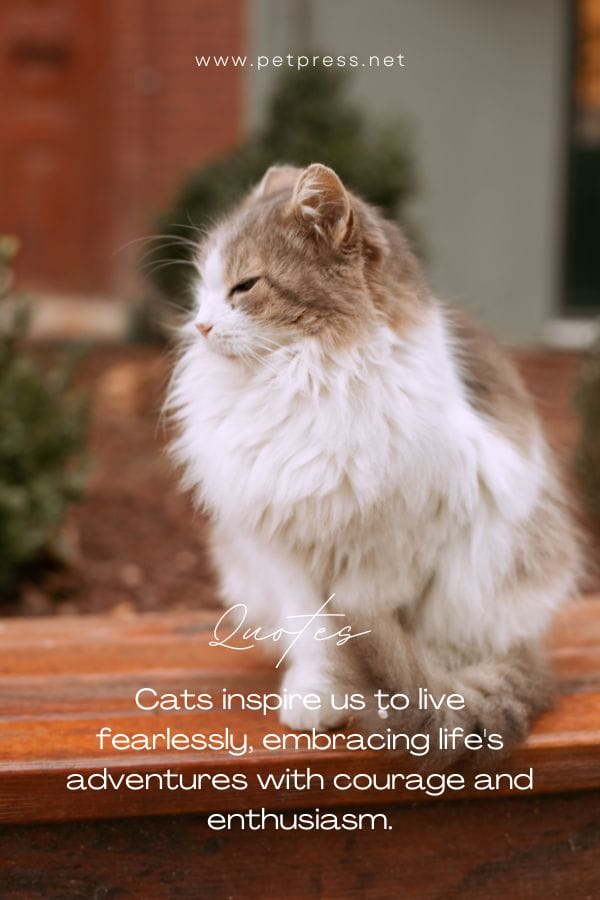 Cats inspire us to live fearlessly, embracing life's adventures with courage and enthusiasm