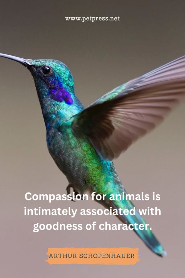 Compassion for animals is intimately associated with goodness of character