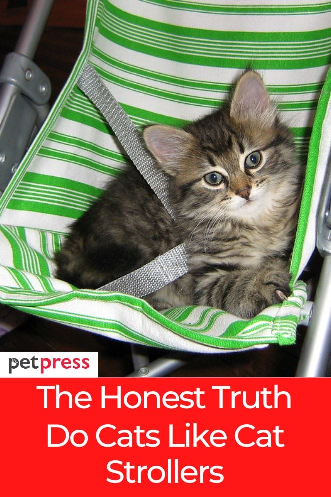 Do cats like cat strollers