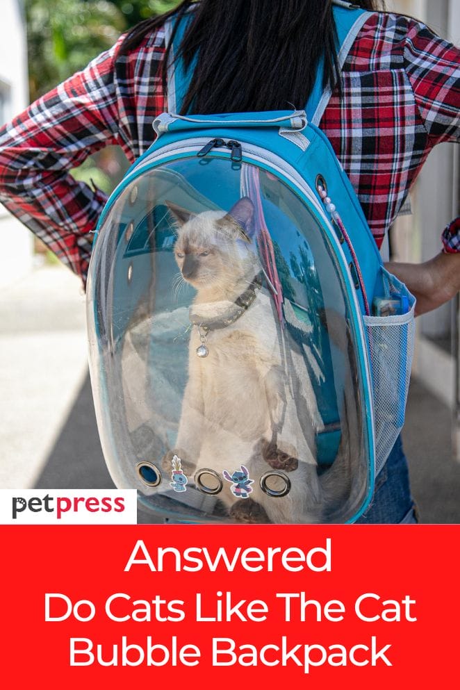 Do cats like the cat bubble backpack