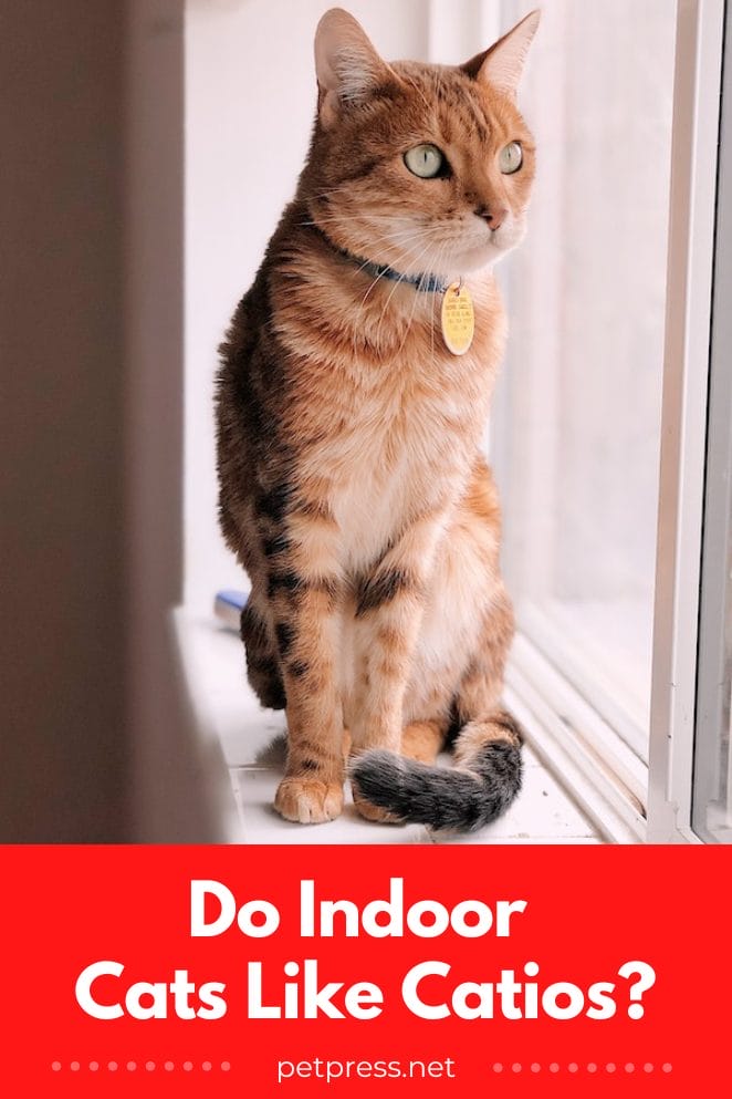 Do Indoor Cats Like Catios? Find Out Now!