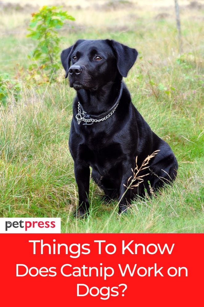 Does Catnip Work on Dogs? Potential Risks To Know