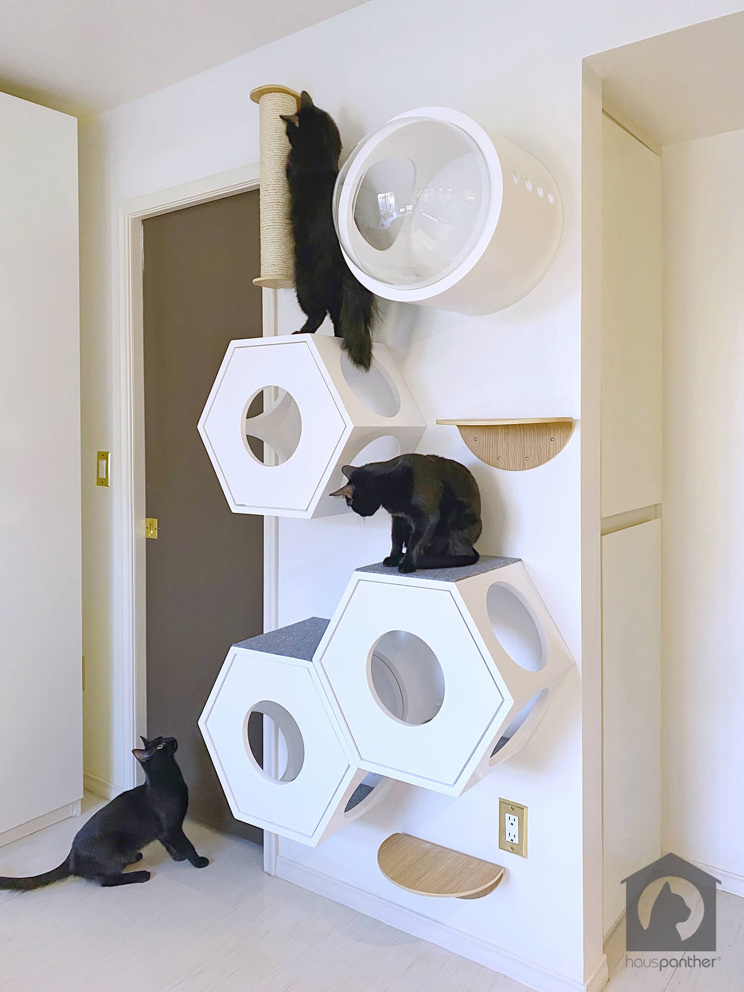 6 Purrfectly Adorable Examples Of Cat Climbing Walls We Love