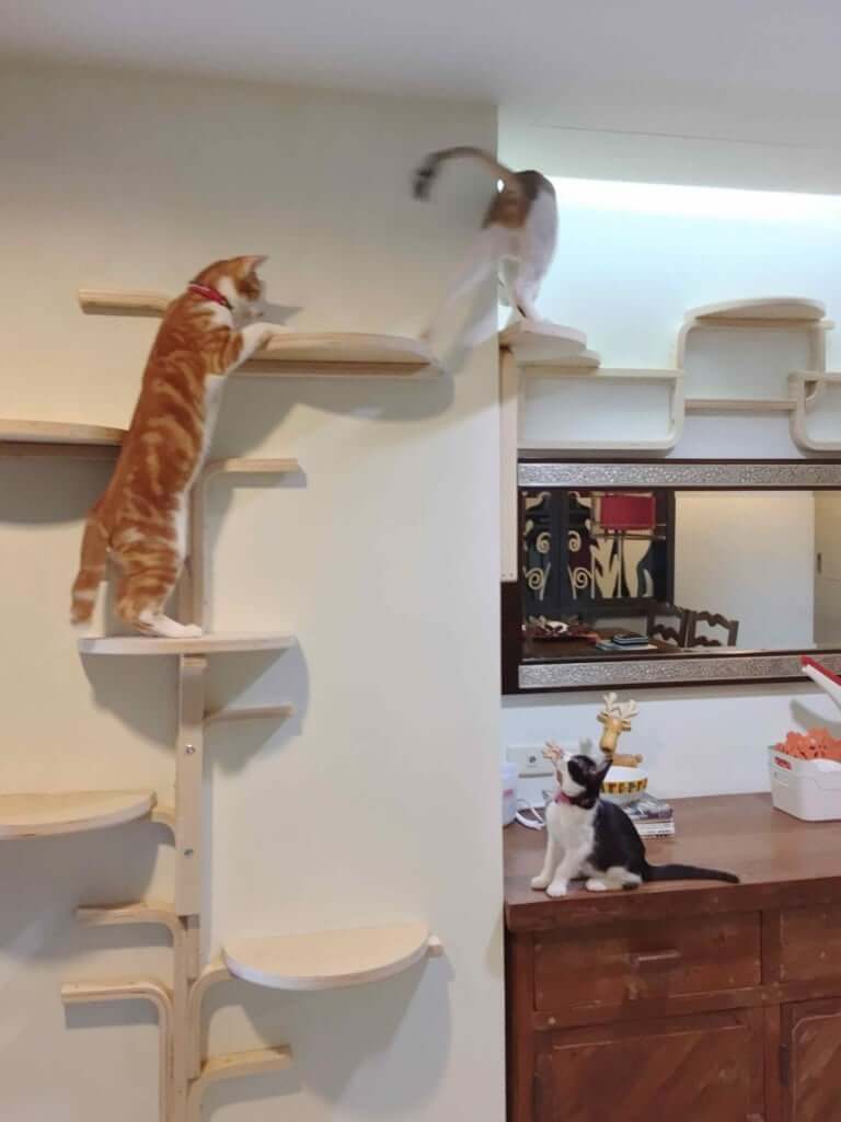 6 Purrfectly Adorable Examples Of Cat Climbing Walls We Love