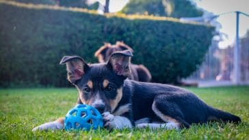 How to make your backyard dog friendly