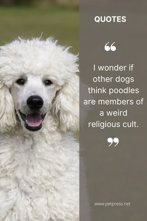 I wonder if other dogs think poodles are members of a weird religious cult