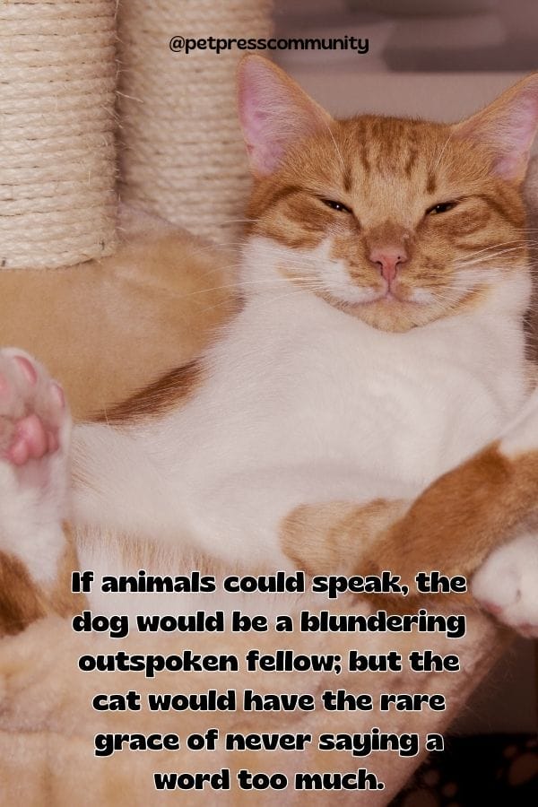 If animals could speak, the dog would be a blundering outspoken fellow; but the cat would have the rare grace of never saying a word too much