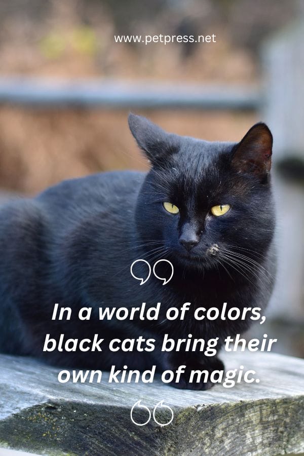 In a world of colors, black cats bring their own kind of magic.