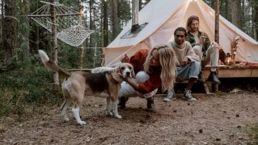 Is camping stressful for dogs