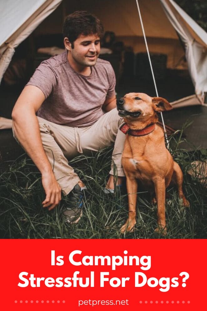 Is Camping Stressful For Dogs? 10 Tips For Anxious Dogs