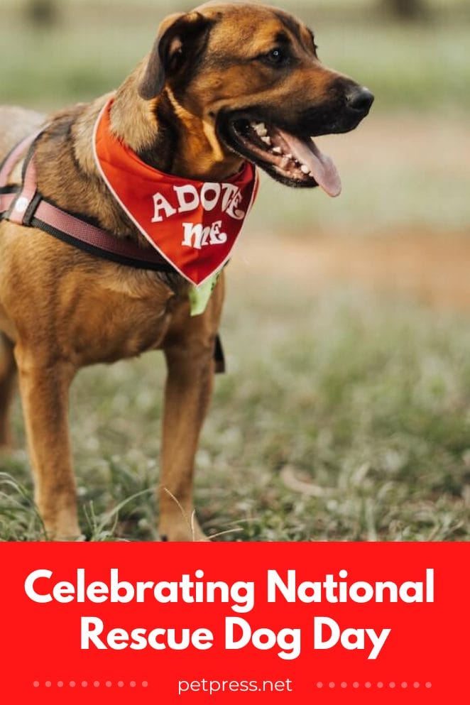National Rescue Dog Day 2024 Uk – Daffie Jerrine