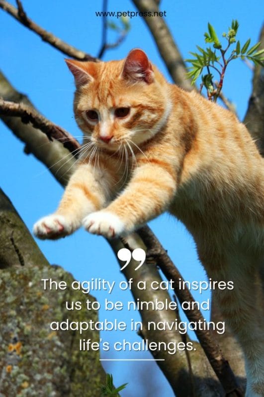 50 Inspirational Cat Quotes to Celebrate the Purrfect Feline