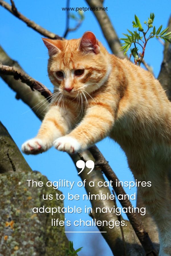 The agility of a cat inspires us to be nimble and adaptable in navigating life's challenges