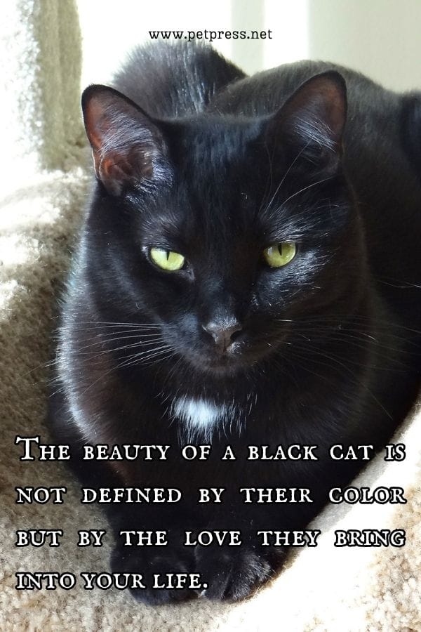 The beauty of a black cat is not defined by their color but by the love they bring into your life