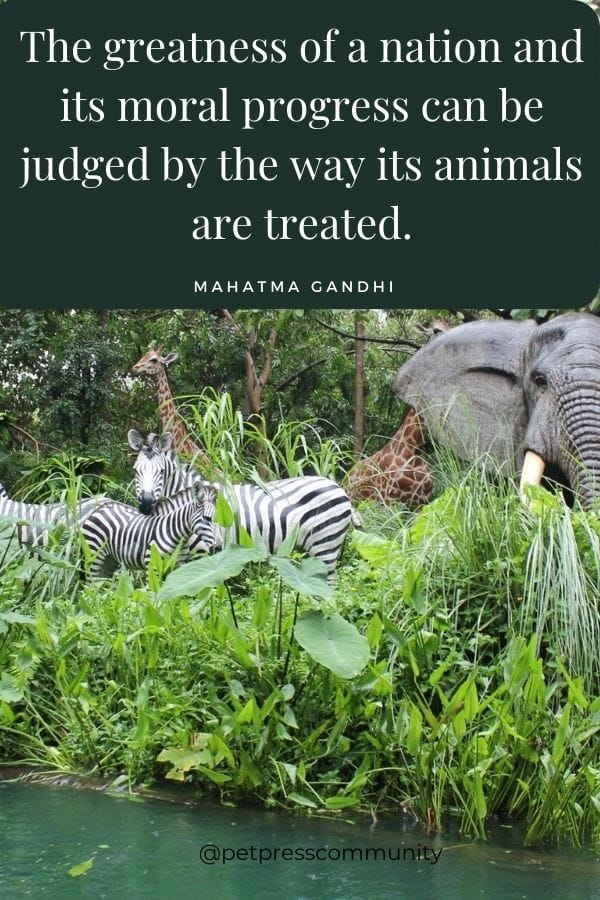 The greatness of a nation and its moral progress can be judged by the way its animals are treated