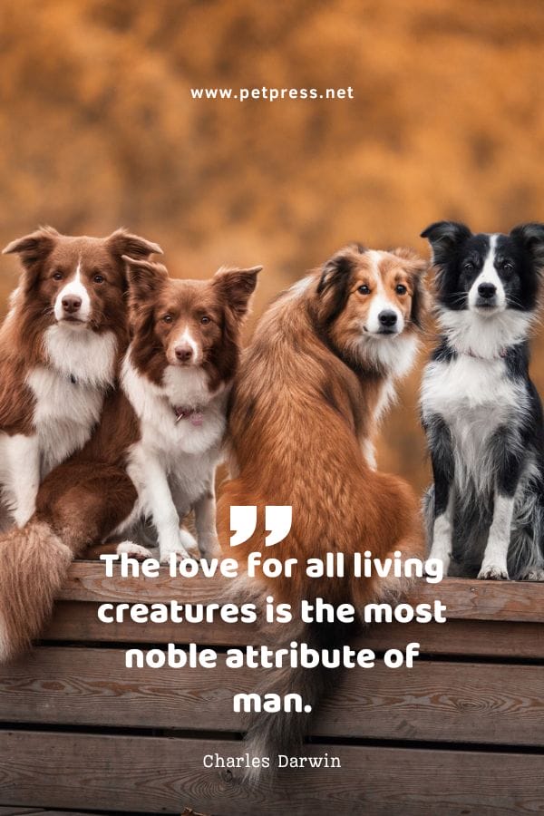 The love for all living creatures is the most noble attribute of man