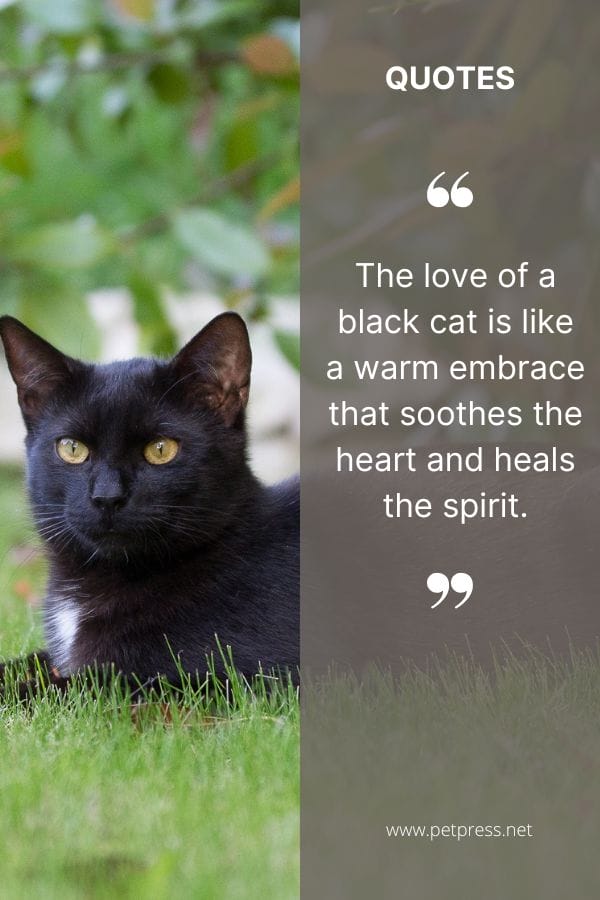 The love of a black cat is like a warm embrace that soothes the heart and heals the spirit