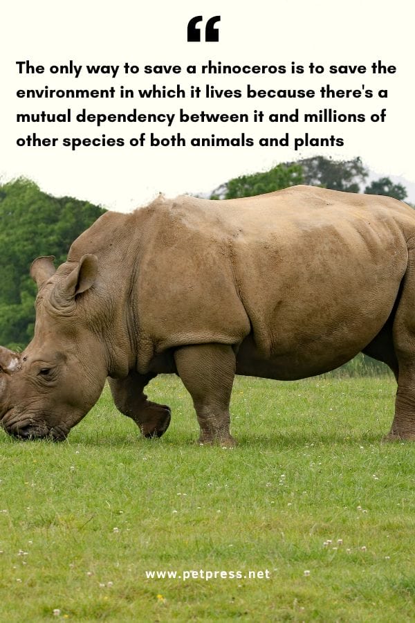 The only way to save a rhinoceros is to save the environment in which it lives because there's a mutual dependency between it and millions of other species of both animals and plants