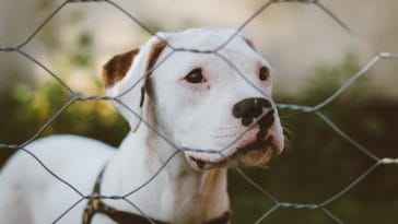 What is the best dog fence