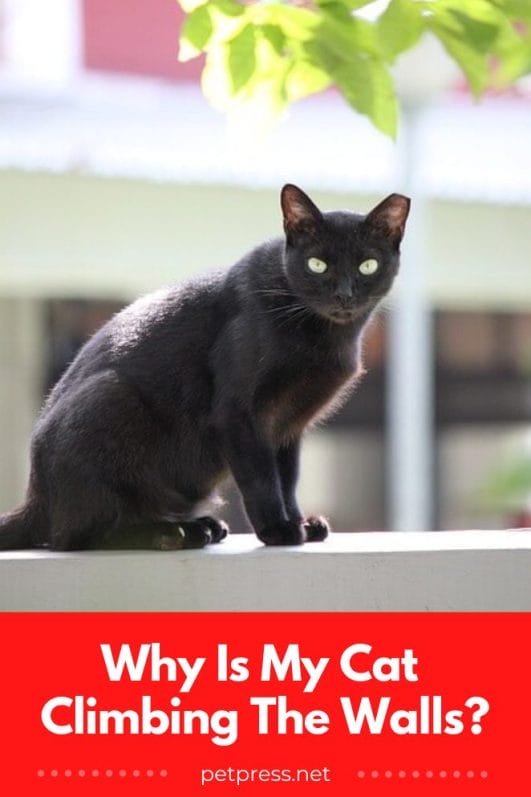 Is Your Cat Climbing Walls? 5 Reasons Why & What To Do About It