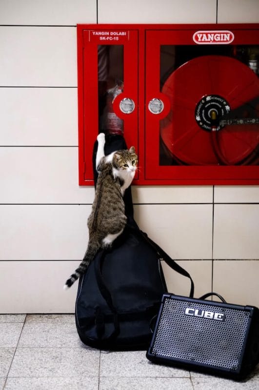Is Your Cat Climbing Walls? 5 Reasons Why & What To Do About It