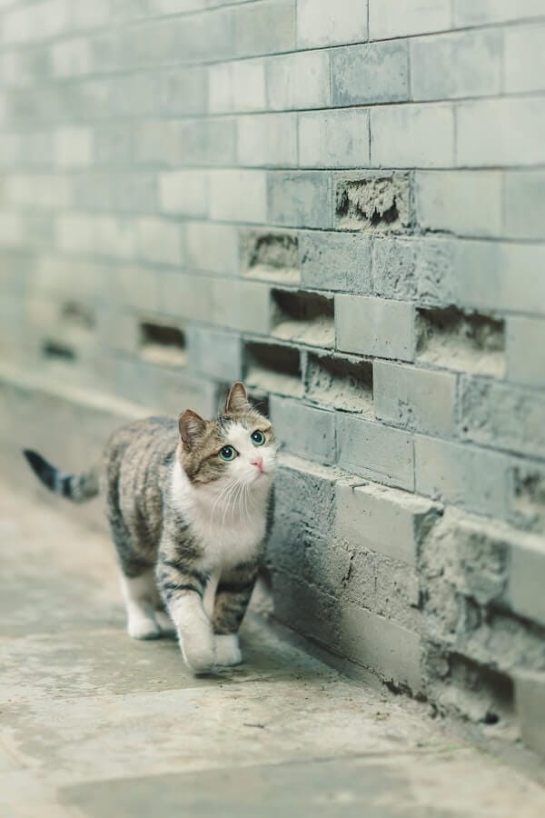 Is Your Cat Climbing Walls? 5 Reasons Why & What To Do About It