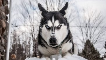 Husky Dog