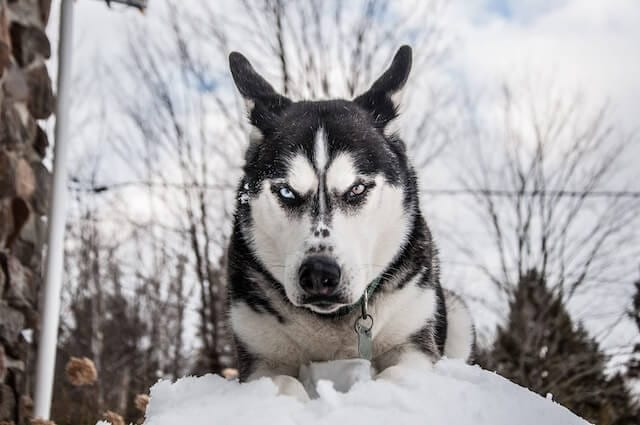 Husky Dog