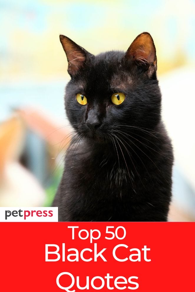 50 Black Cat Quotes To Celebrate The Beauty Of These Creatures 50-black-cat-quotes-to-celebrate-the-beauty-of-these-creatures