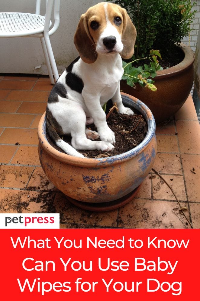 Can You Use Baby Wipes for Your Dog? What You Need to Know