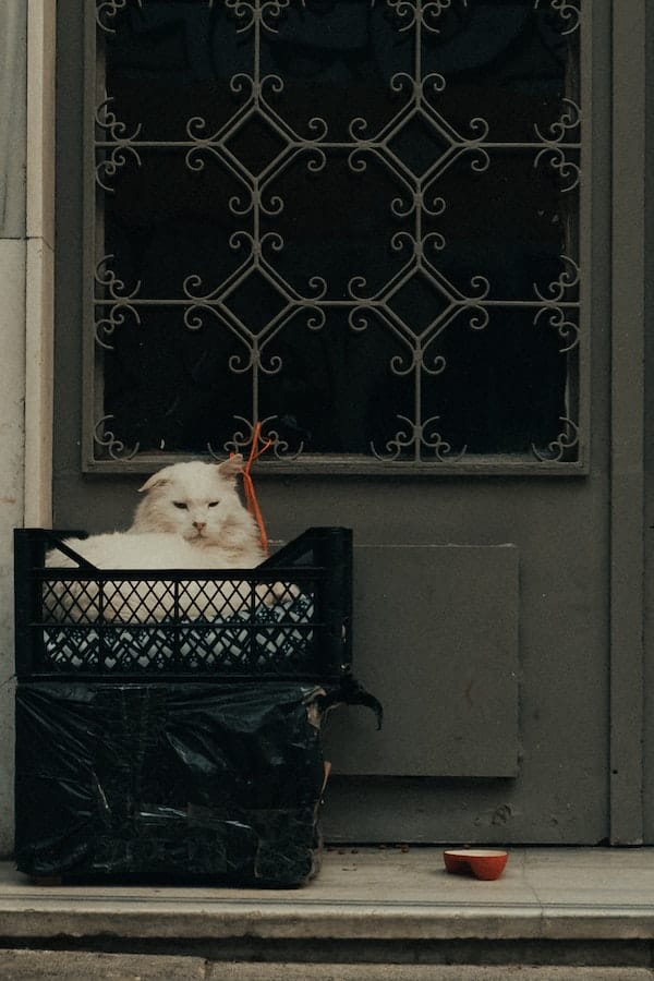 Why Does My Cat Eat Plastic? 5 Reasons And How To Stop it