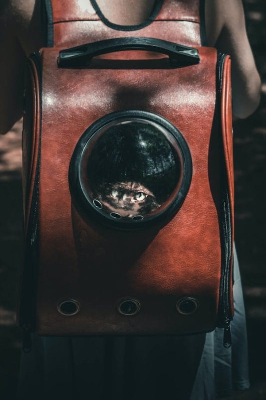 Answered Do Cats Like The Cat Bubble Backpack?