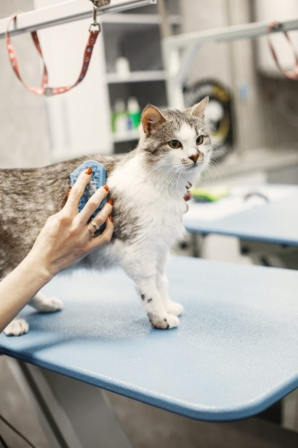 cat-brushing