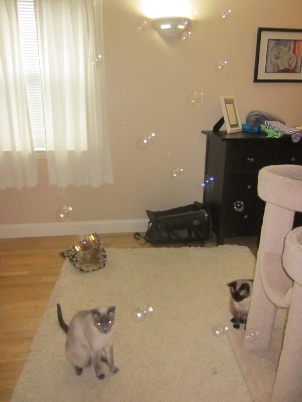 cat-bubbles