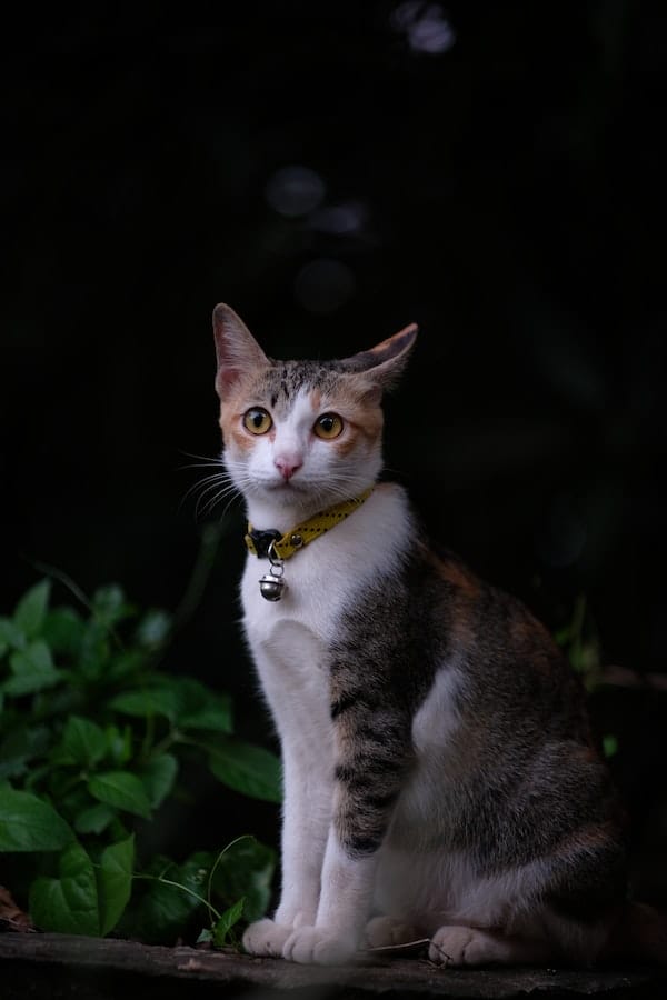 Why Do Cats Need Collars? 3 Reasons And Cat Cat Collar Types