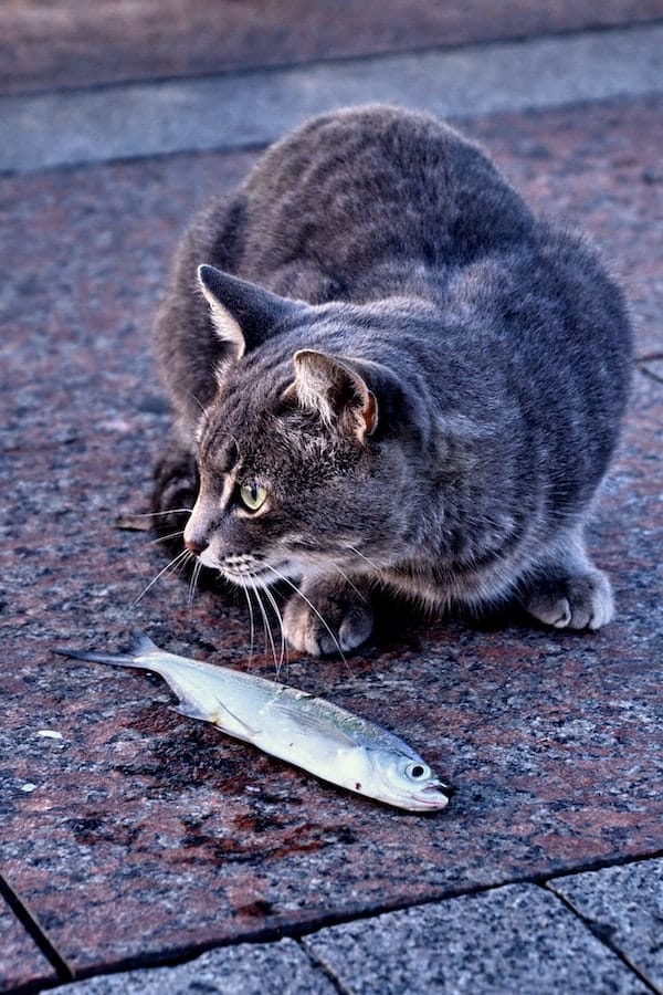 cat-eat-fish