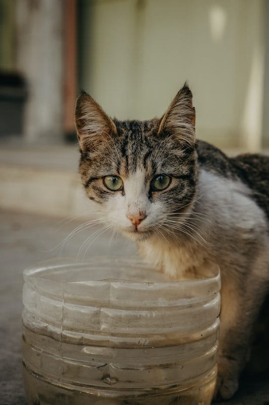 Why Does My Cat Eat Plastic? 5 Reasons And How To Stop it