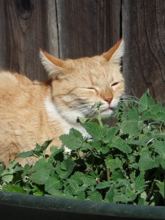 cat-herbs