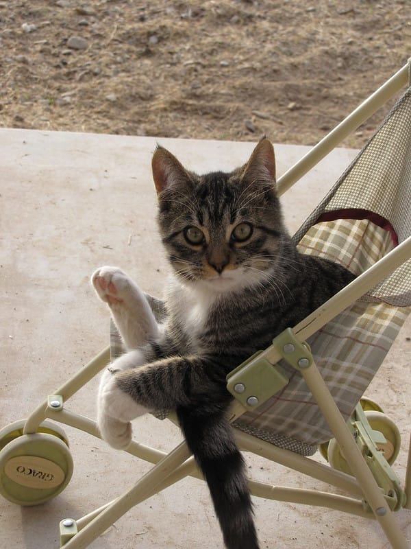 The Honest Truth Do Cats Like Cat Strollers