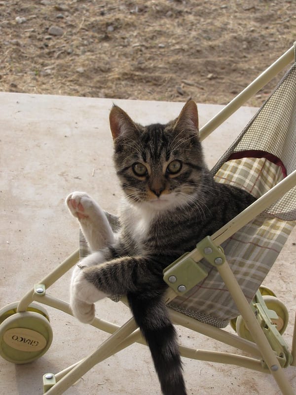 cat-on-a-stroller