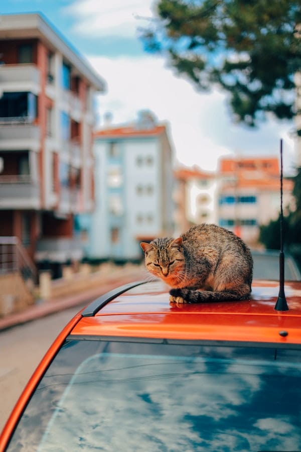 cat-on-car