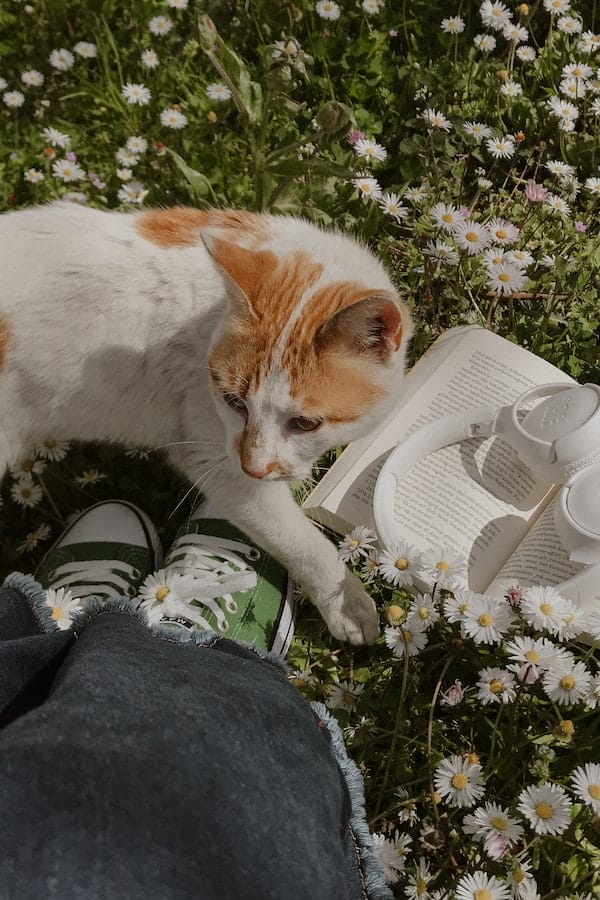 cat-on-plants